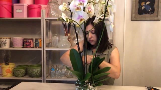 Орхидея фаленопсис в композиции на стол. Флористика для начинающих смотреть онлайн