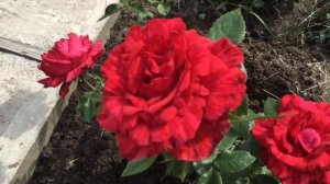 Роза Ред Интуишн в моем саду