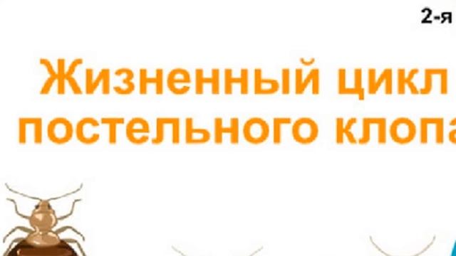 Как вывести клопов и чем смотреть онлайн