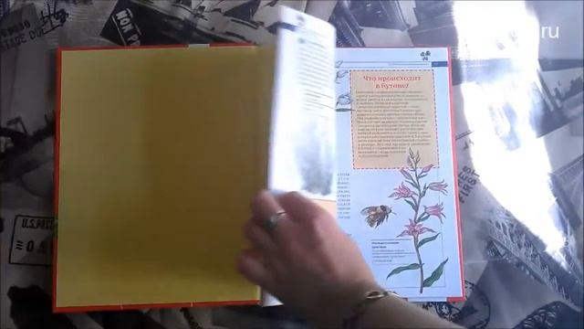 Растения России Красная книга Росмэн смотреть онлайн