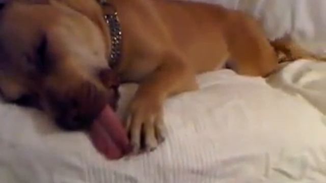 dilini çıkaran köpek смотреть онлайн