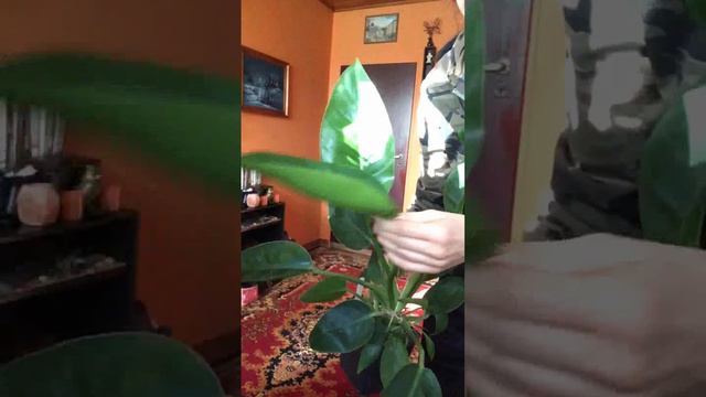 Philodendron Filodendron Green Beauty Aka Golden Princess Charakterystyka