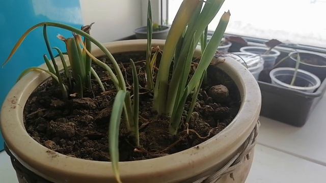 эксперимент с гиацинтами смотреть онлайн