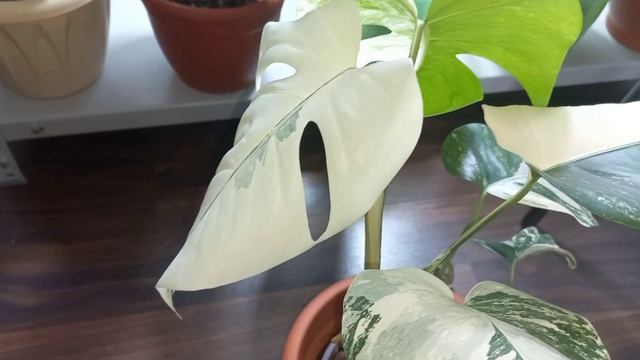 ВЕРНУТЬ Монстере Альбе ЗЕЛЕНЫЙ цвет?Нехитрый способ?Читаю назначение удобрения по оборотной стороне смотреть онлайн