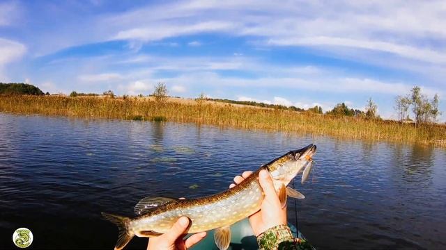 Щука на спиннинг MIFINE