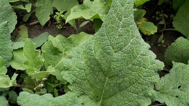 Шалфей. Вот так сорт!