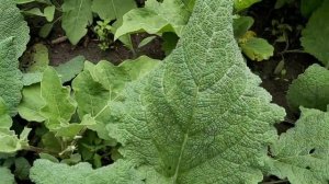 Шалфей. Вот так сорт!