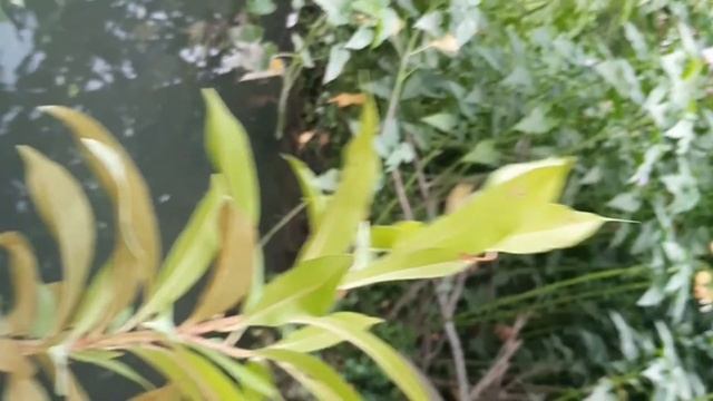 Jamun Syzygium cumini planted in pocket jungle in Haridwar смотреть онлайн