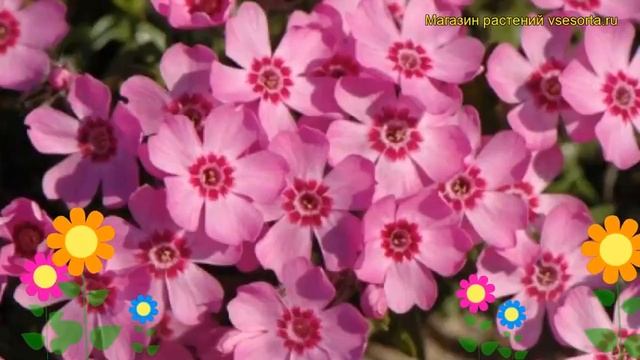 Флокс шиловидный Цвергентеппих. Краткий обзор, описание характеристик phlox subulata Zwergenteppich смотреть онлайн