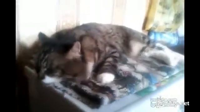 Вибро кот смотреть онлайн