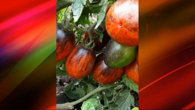 Лучшие коллекционные сорта Томтов и Перца для посадки в 2024г смотреть онлайн