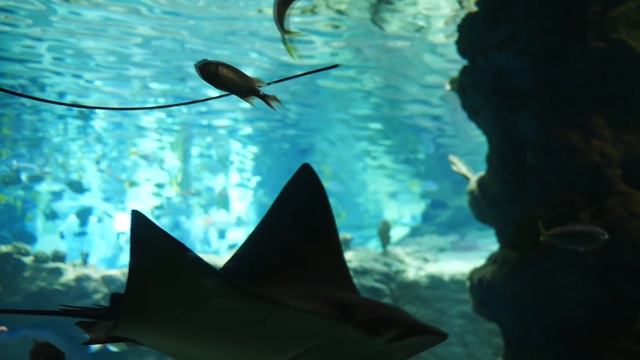 10 Most Powerful & Dangerous River Monsters смотреть онлайн