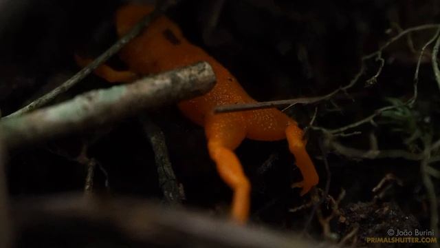 Fluorescent Pumpkin Toadlets (Brachycephalus)