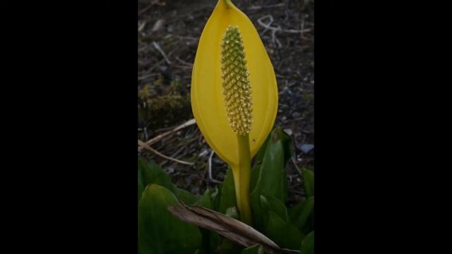 ЛИЗИХИТОН (LYSICHITON) сем. Ароидные смотреть онлайн