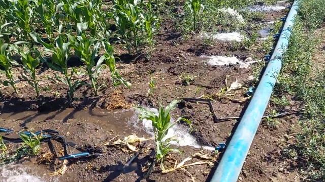 полив кукурузы смотреть онлайн