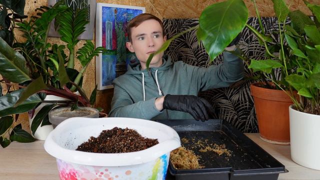 Przesadzam rośliny | Philodendron Joepii oraz Pink Birkin смотреть онлайн