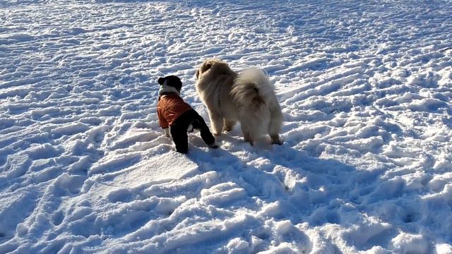 Французский бульдог и чау-чау играют на снегу. смотреть онлайн