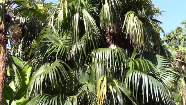 Coccothrinax barbadensis x Zombia antillarum Hybrid Palm смотреть онлайн