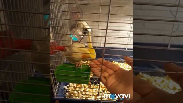 Попугай Карелла, как приучить к рукам и первая прогулка смотреть онлайн