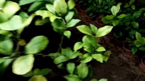 Определения нехватки питания по листве лимона. Жолтые пятна на лимоне.