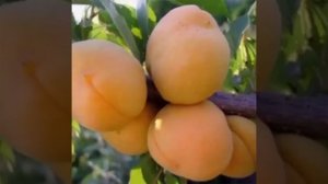 СОРТА АБРИКОСОВ ? для ЦЕНТРАЛЬНОГО ЧЕРНОЗЕМЬЯ. Выбираем