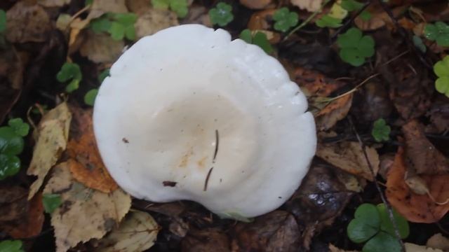 Украшение леса - Рядовка белая. Пахнет мерзко. смотреть онлайн