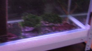 Разведение таракатумов. Нерест - Дубль 2