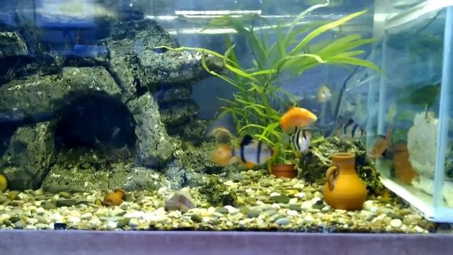 Мой аквариум (Aquarium) 100 литров смотреть онлайн