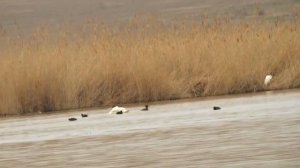 РЫБАЛКА В КРЫМУ,оз.КИЗИЛ-ЯР(Ивановка),ВЕСНА,рыбалка в устье.