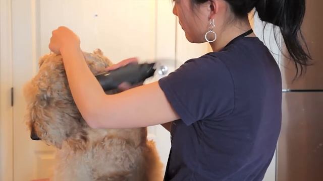 Airedale Grooming - Clipping (2/6) - Rough Clip of the Head смотреть онлайн
