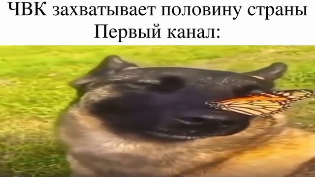 Собака с бабочкой на носу ? смотреть онлайн
