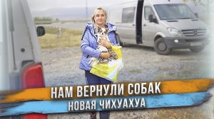 Двух собак неожиданно вернули назад в питомник!