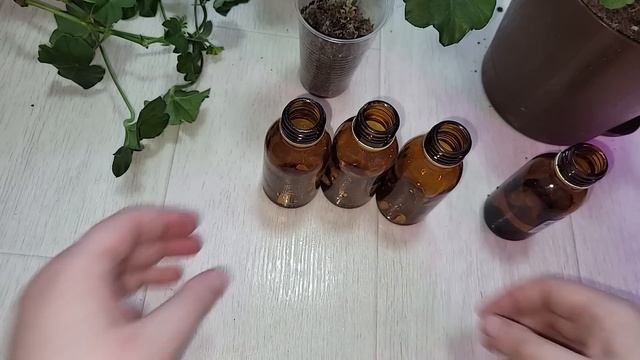 СДЕЛАЙ ЭТО В ФЕВРАЛЕ с Геранью, чтобы куст не желтел, зеленел, все лето как не в себя цвел смотреть онлайн