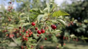Вишня весной: 5 главных условий отличного урожая вишни