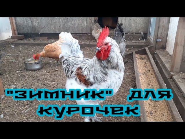 На улице дождь, а у курочек на выгуле тепло и сухо. смотреть онлайн