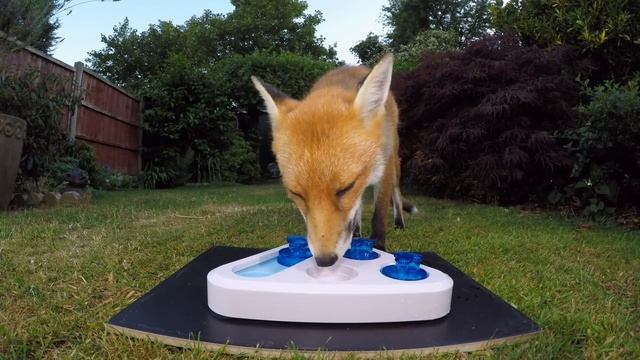 Dog & wild urban fox take on treat game - UHD 4K смотреть онлайн