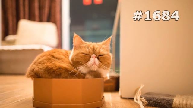 #1684. Коты (В мире животных) смотреть онлайн