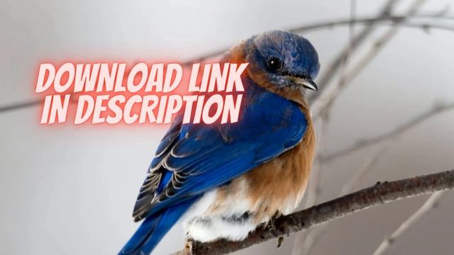 Como Descargar KMSAUTO Gratis Ultima Version Crackeado 2023 | Baixar KMSAUTO смотреть онлайн