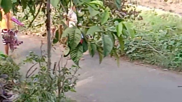 paano mapaparami ang bulaklak ng bougainvillea смотреть онлайн