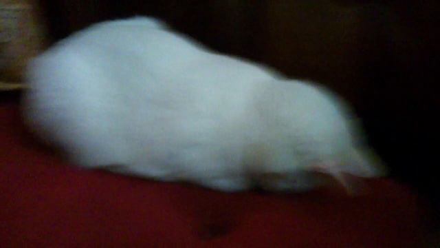 глухая кошка=) смотреть онлайн