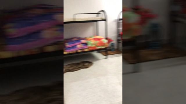 ОМАН #5 | Русская и китаянка делят Махмуда | ЭЛЬ-ХАМРА смотреть онлайн