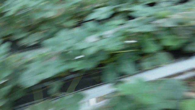 клубника на торфе, отличия и особенности вегетации смотреть онлайн