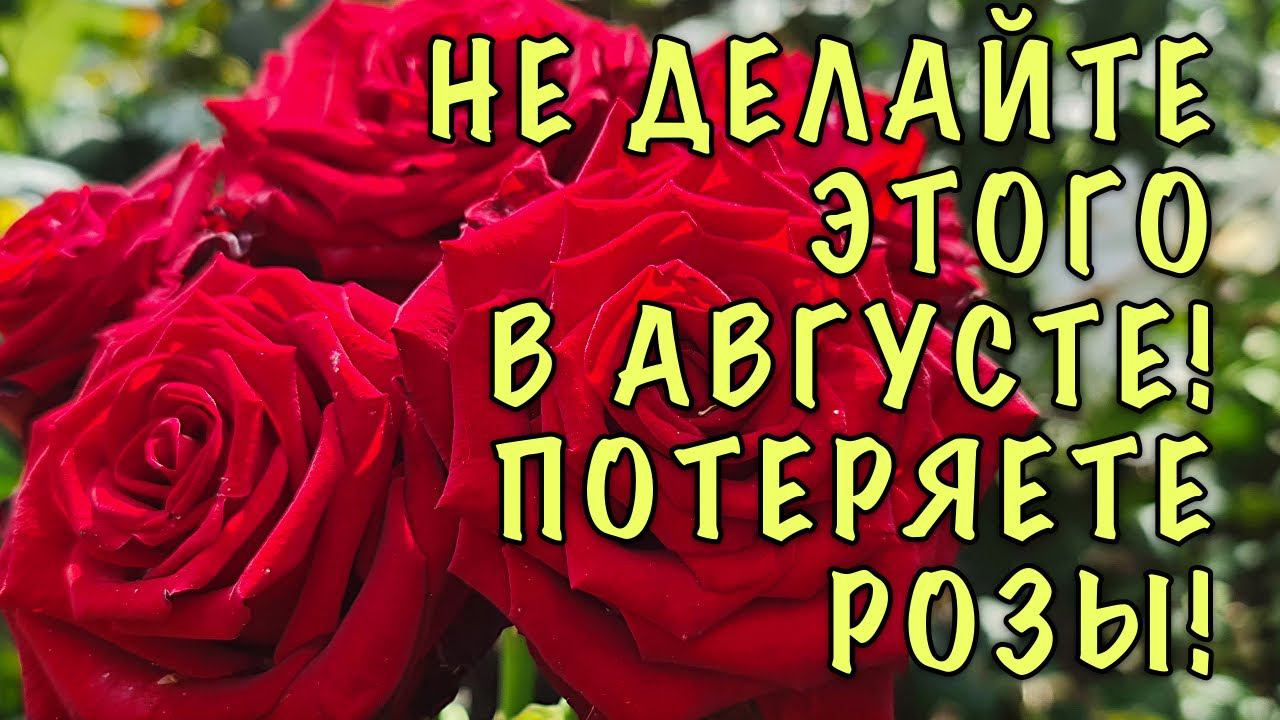 Розы ЗАБОЛЕЮТ и ПЛОХО перезимуют! НЕ ДЕЛАЙТЕ ЭТО в АВГУСТЕ! ВРЕДНЫЕ советы и ОШИБКИ в уходе смотреть онлайн
