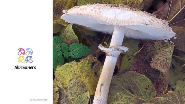 Keulenstieliger Garten-Safranschirmling (Chlorophyllum rachodes) | Praktisches Pilzprofil смотреть онлайн