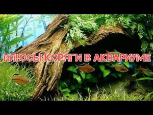 ПЛЮСЫ КОРЯГИ В АКВАРИУМЕ