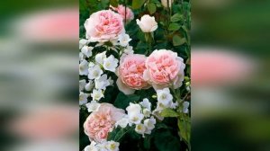 ❀ Что посадить рядом с розами на клумбе. Компаньоны роз