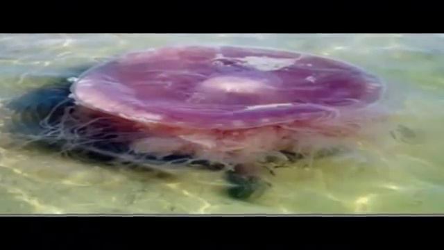 Return of The Big Pink Giant JellyFish Spotted For The First Time in Almost 70 YEARS HQ смотреть онлайн