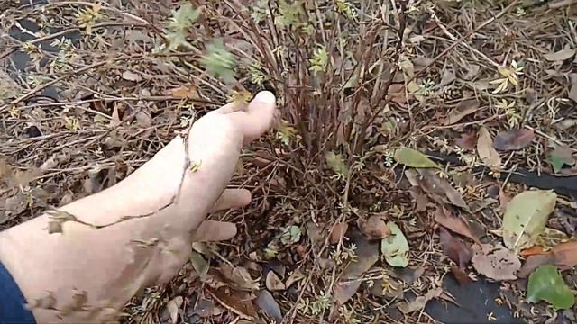 Как обрезать лапчатку кустарниковую смотреть онлайн