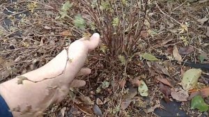 Как обрезать лапчатку кустарниковую