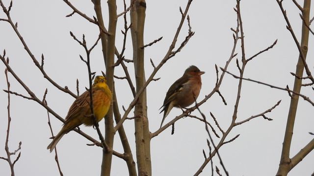 Самец обыкновенной овсянки и зяблик поют весенние песенки любви смотреть онлайн